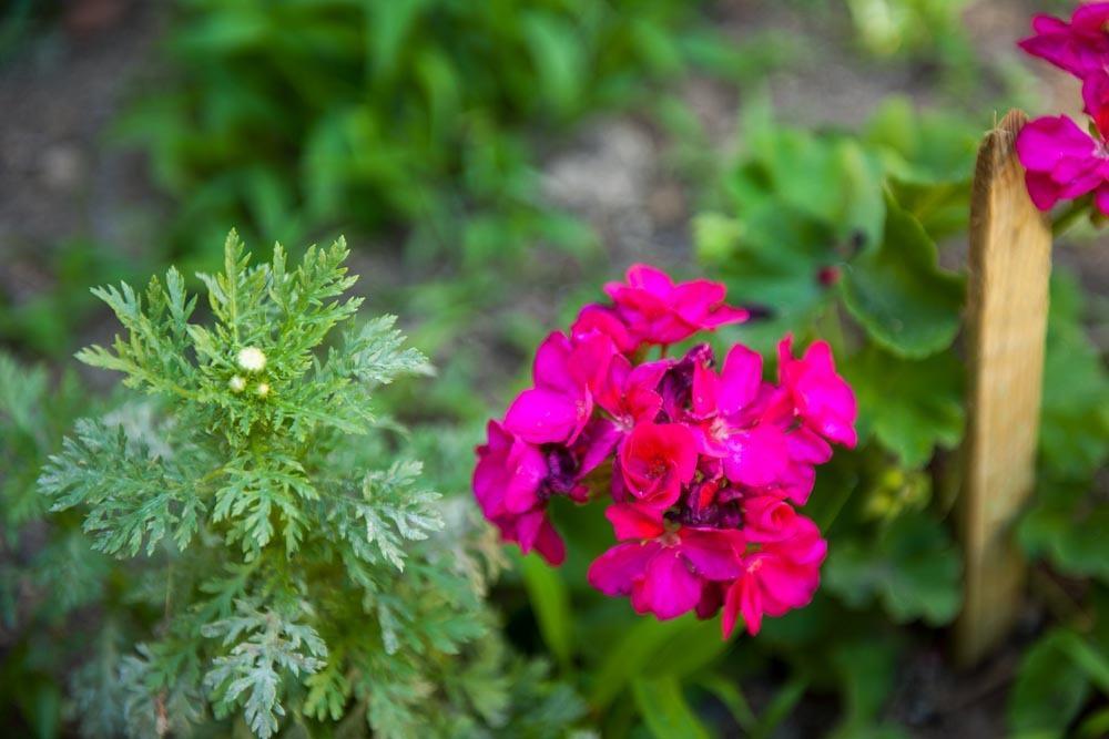 שיבניק Dalmatian Garden - Free Parking - City Centre חדר תמונה